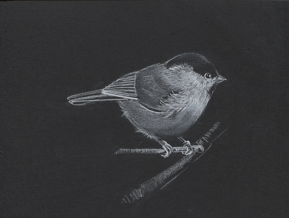 Periparus vierae dibujo de Mariano Luque - Lápiz Conté sobre papel